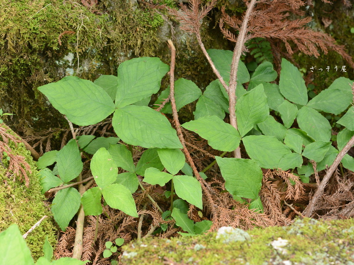 テンナンショウ属 Arisaema – ざっそう屋