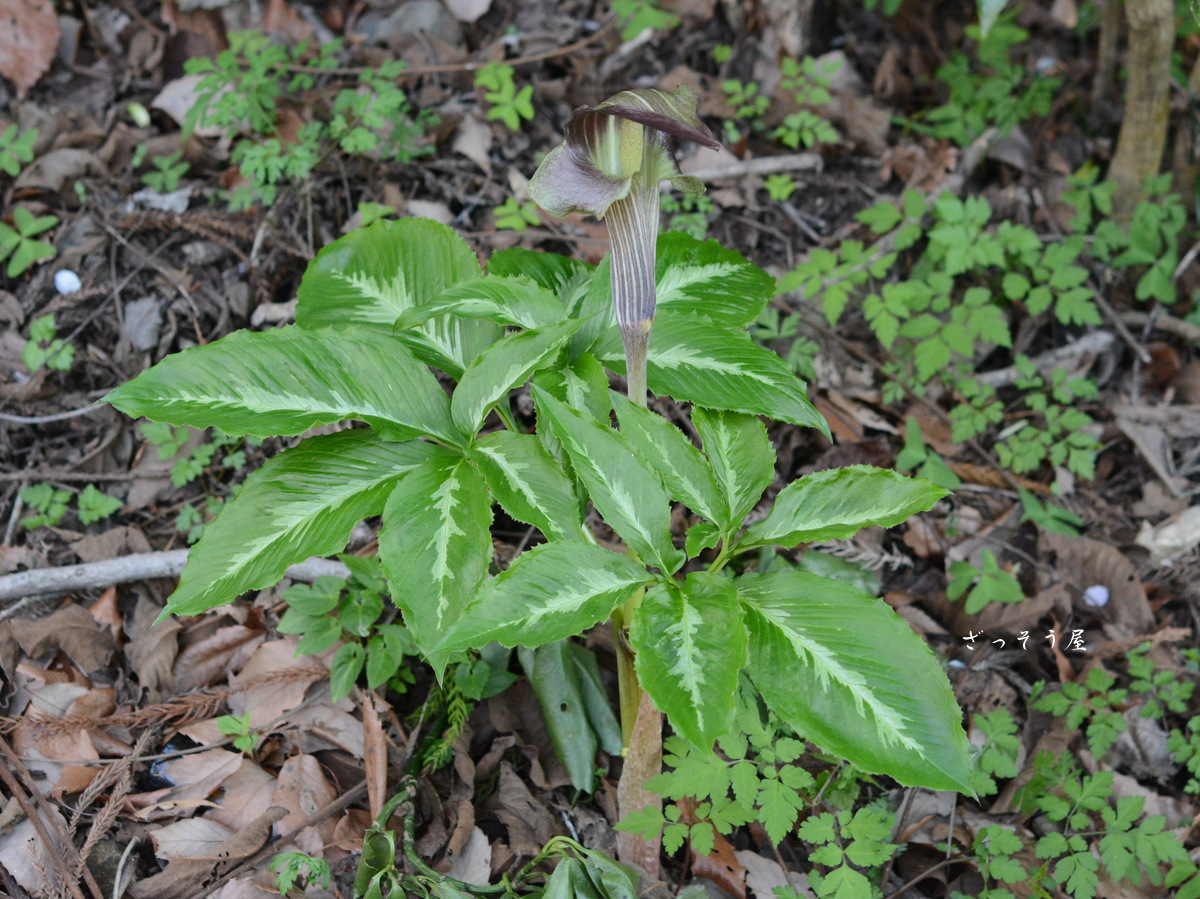 テンナンショウ属 Arisaema – ざっそう屋