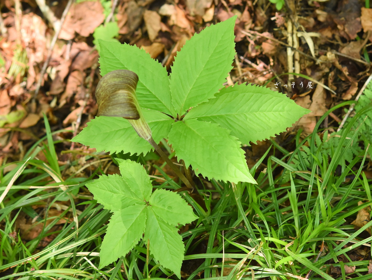 テンナンショウ属 Arisaema – ざっそう屋