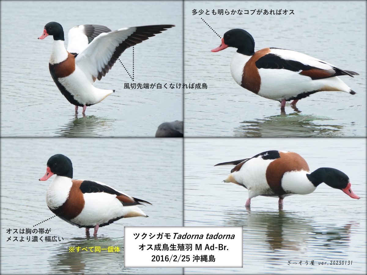 ツクシガモ Tadorna tadorna – ざっそう屋