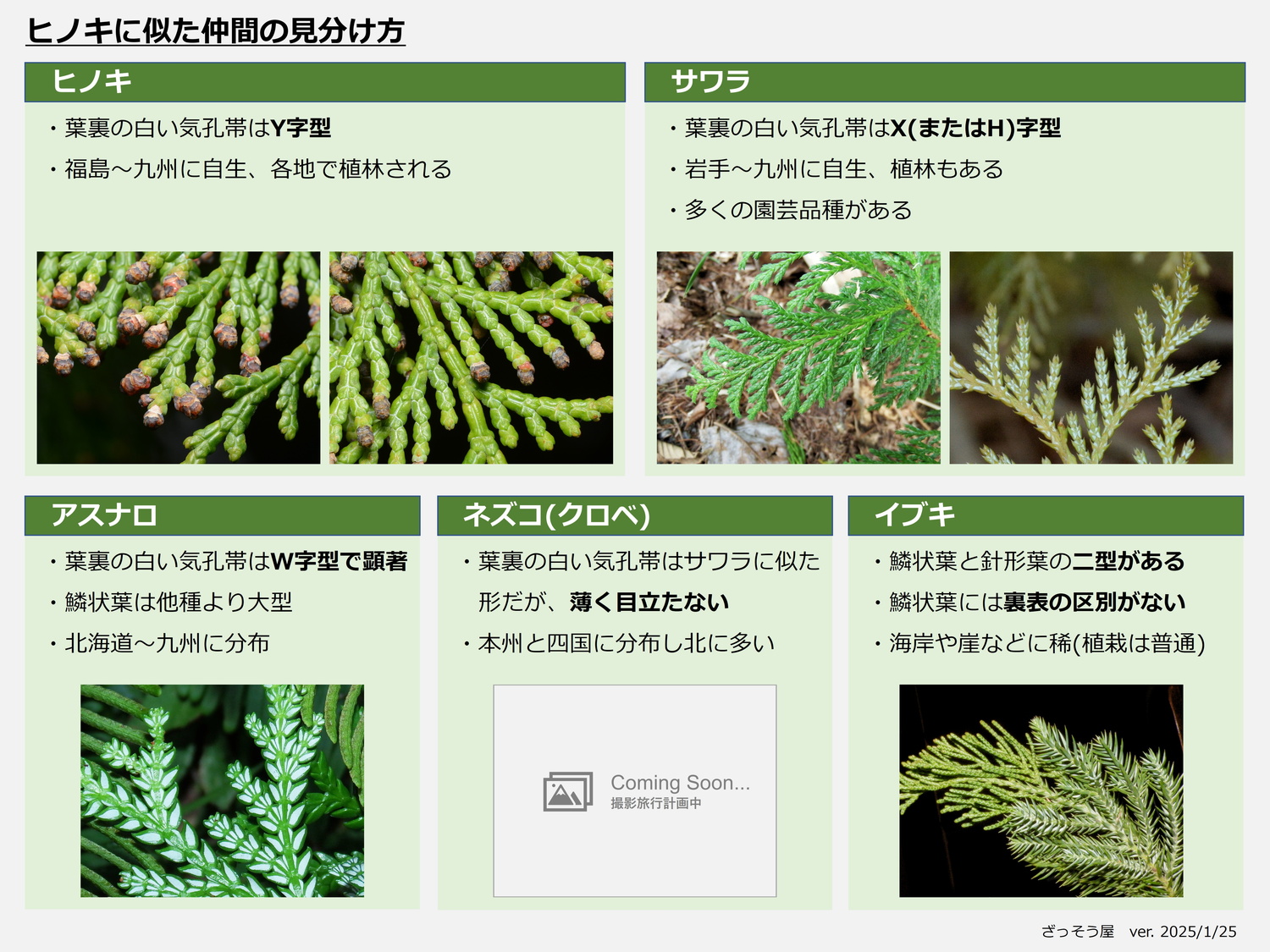 ヒノキ、サワラ、アスナロなどの見分け方 – ざっそう屋